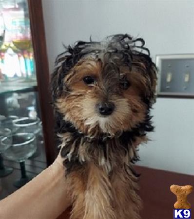 Yorkshire Terrier puppy for sale